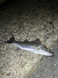 セイゴ（タイリクスズキ）の釣果