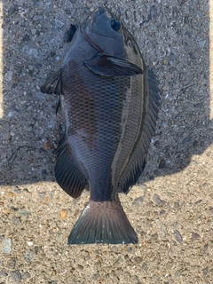 グレの釣果