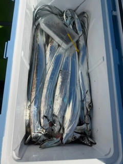 タチウオの釣果