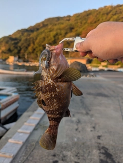キジハタの釣果