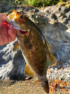 スモールマウスバスの釣果