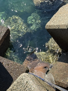 ナルトビエイの釣果