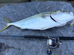 ブリの釣果