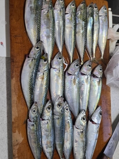 マサバの釣果
