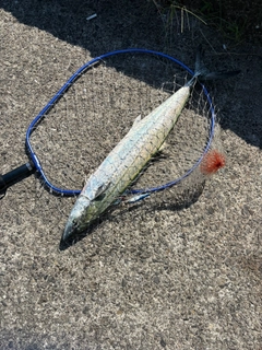 サワラの釣果