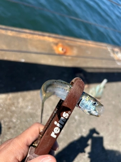 マイワシの釣果
