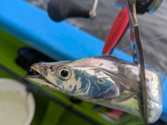 タチウオの釣果