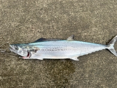 サゴシの釣果