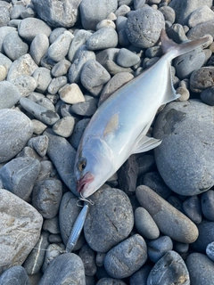 ショゴの釣果