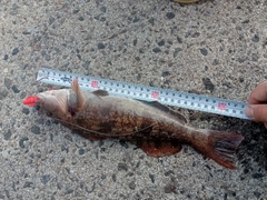 アブラコの釣果