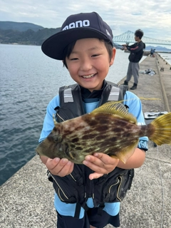 カワハギの釣果