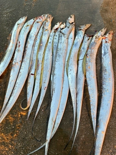 タチウオの釣果