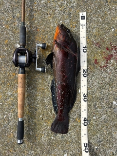 アブラコの釣果