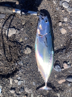 ヒラソウダの釣果