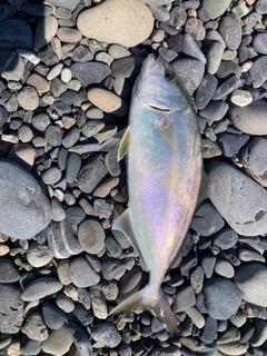 ショゴの釣果