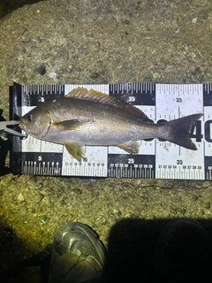 イサキの釣果