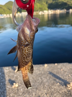 オオモンハタの釣果