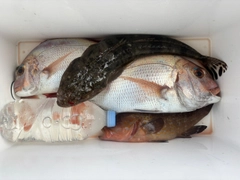 タイの釣果
