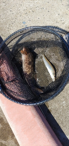 アイナメの釣果