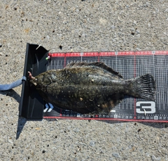 クロガシラガレイの釣果