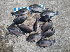 グレの釣果