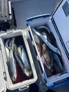 サワラの釣果