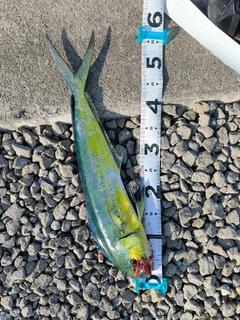 シイラの釣果