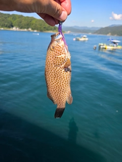 オオモンハタの釣果