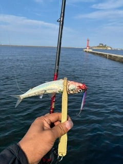 イワシの釣果