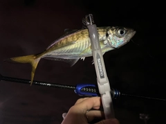 マアジの釣果