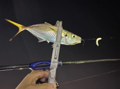 マアジの釣果