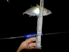マアジの釣果