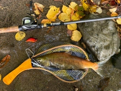ヒメマスの釣果