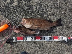 オオモンハタの釣果