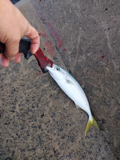 フクラギの釣果