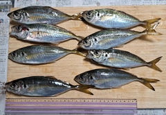 アジの釣果