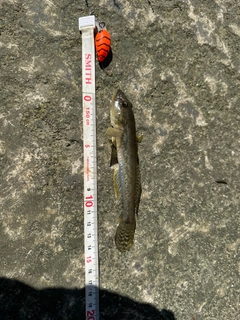 ハゼの釣果