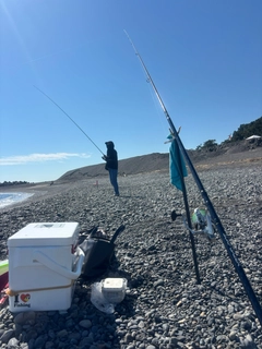 カワハギの釣果