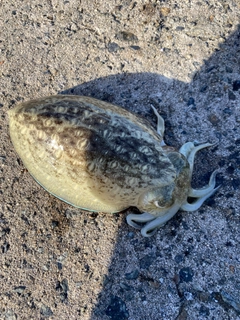 コウイカの釣果