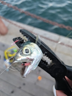 サバの釣果
