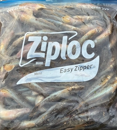 マハゼの釣果
