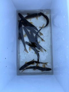 アユの釣果