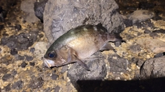 クロメバルの釣果