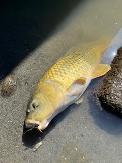 コイの釣果