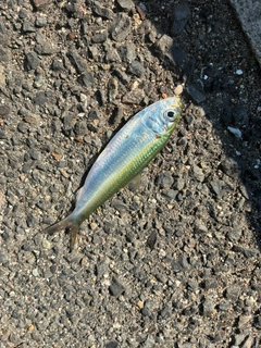 ママカリの釣果