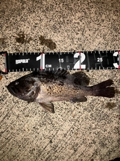 クロソイの釣果