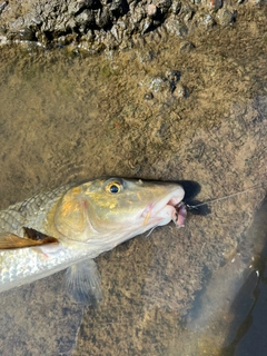 ニゴイの釣果