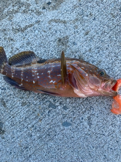 アコウの釣果