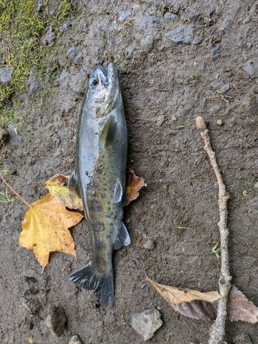 ヤマメの釣果・釣り情報まとめ【2026年最新】 - アングラーズ | 釣果