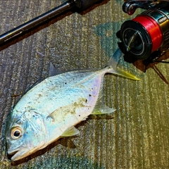 メッキの釣果